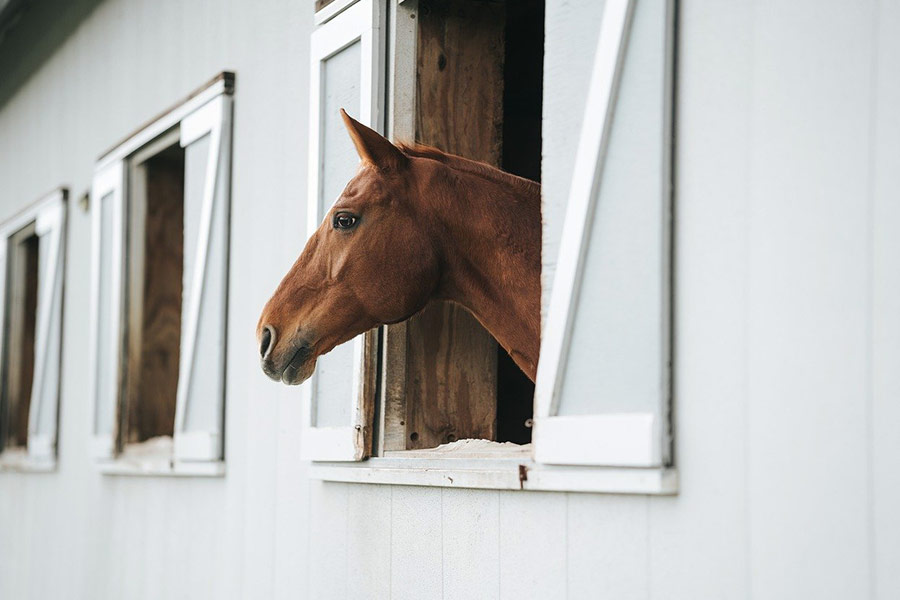 Cheval à l'intérieur de la grange