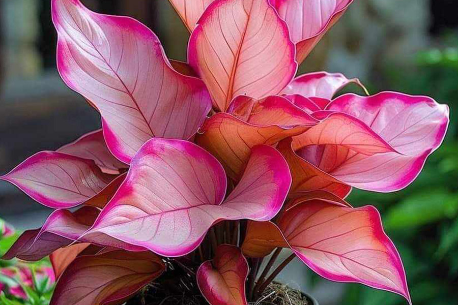 Wunderschöne rosa Pflanze