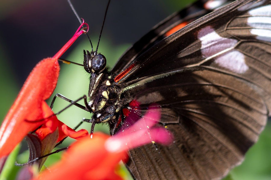 Close up picture butterfly
