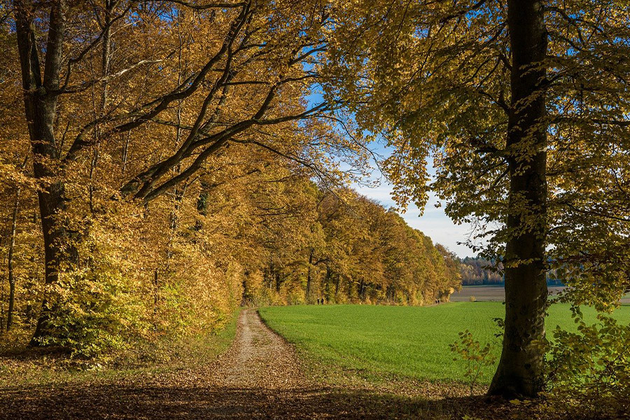 Herbstfärbung des Waldes