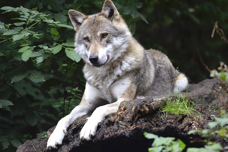 Boshond dier wolf