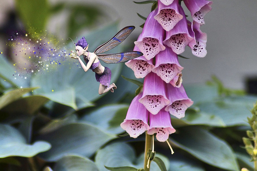 Fiore e fata