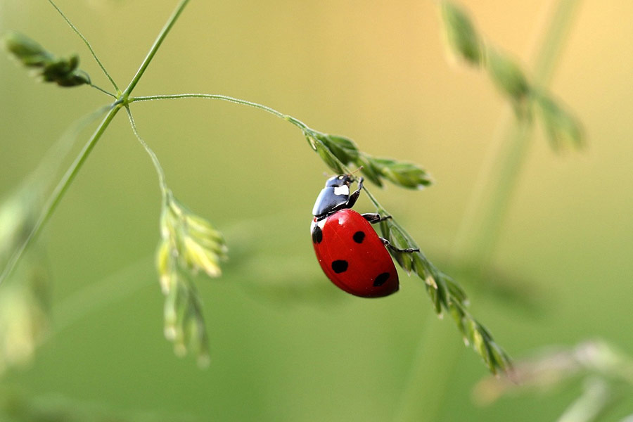 Coccinella coleottero coccinellidae