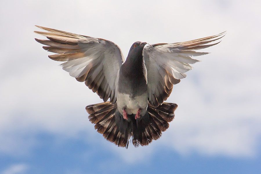 Fliegende Taube Vogel