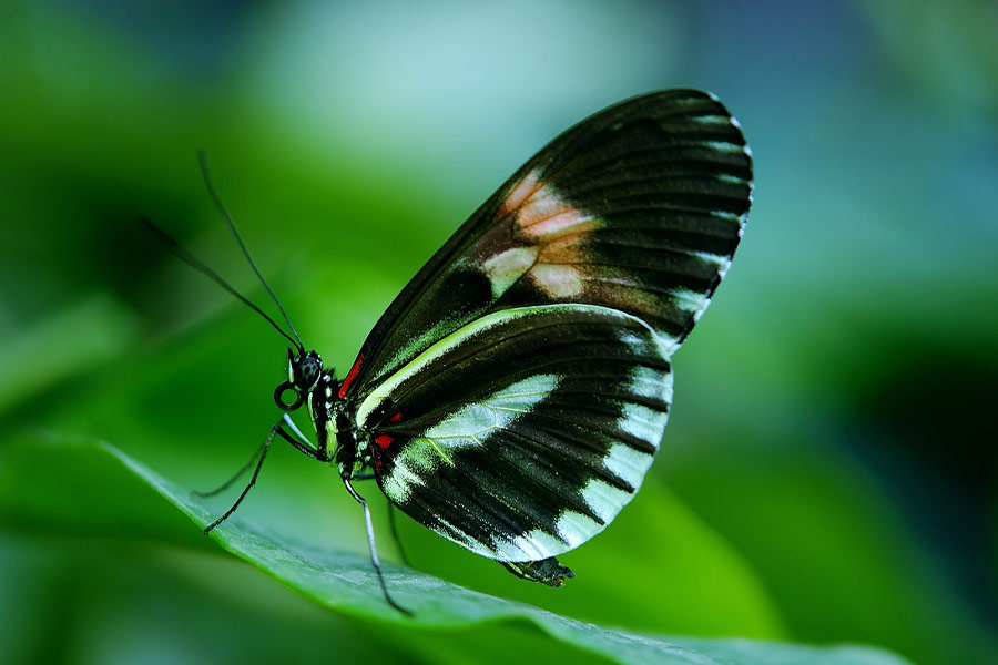 Farfalla 001