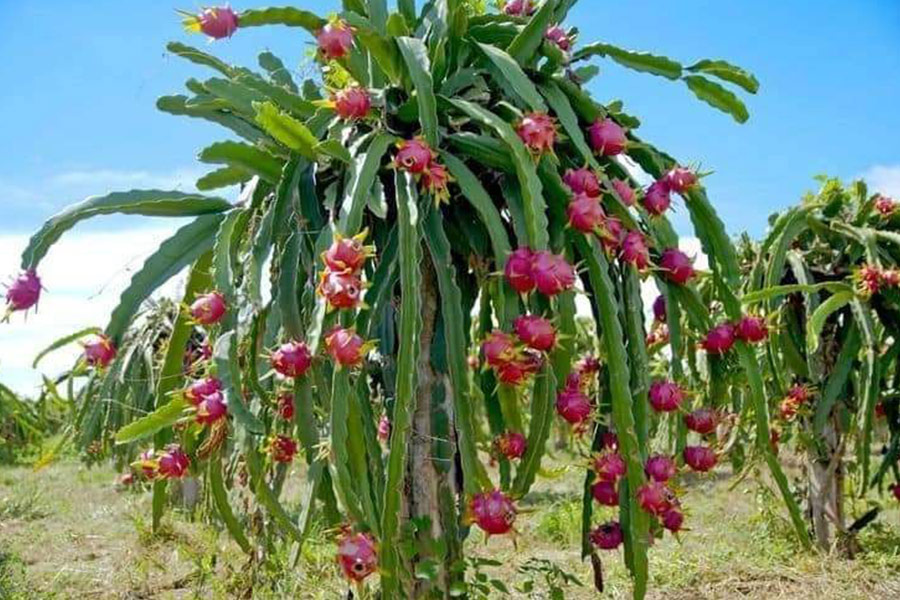 Albero del frutto del drago come