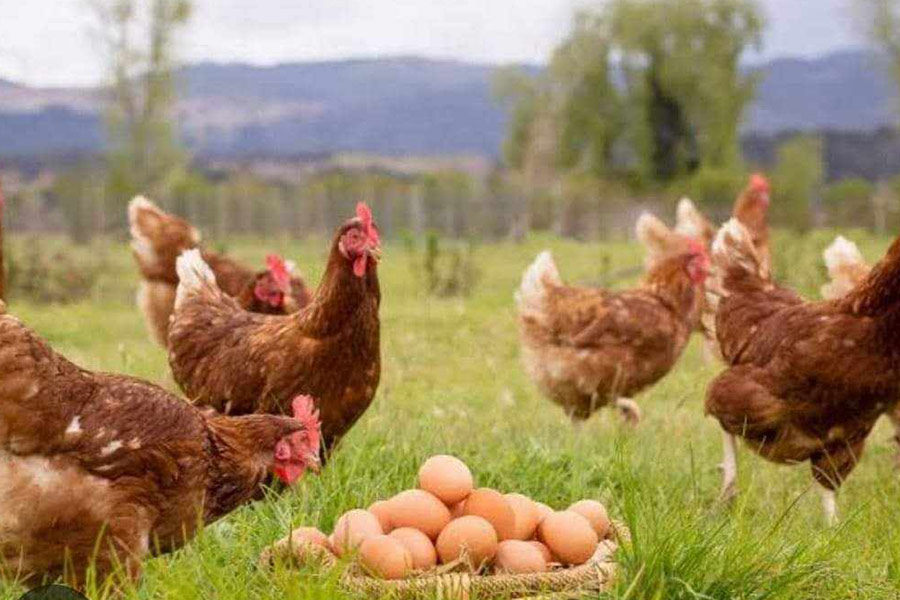 Poule et leurs œufs