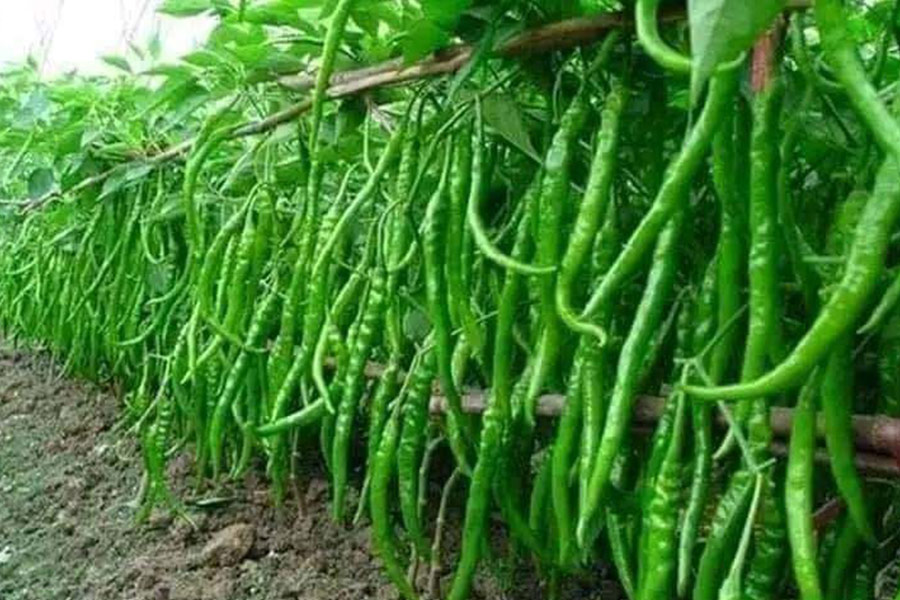 Peperoncino verde lungo