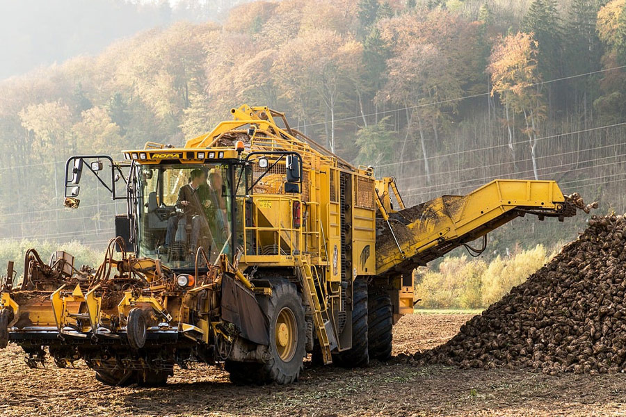 Raccolta delle barbabietole da zucchero con veicoli