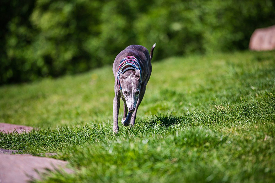 Chien lévrier gris
