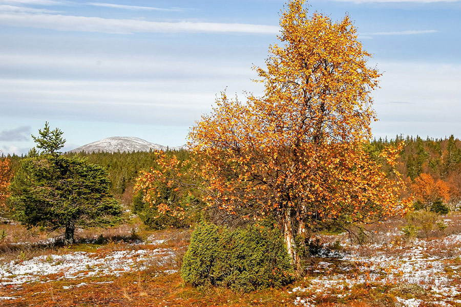 Landschaft Herbst Birke