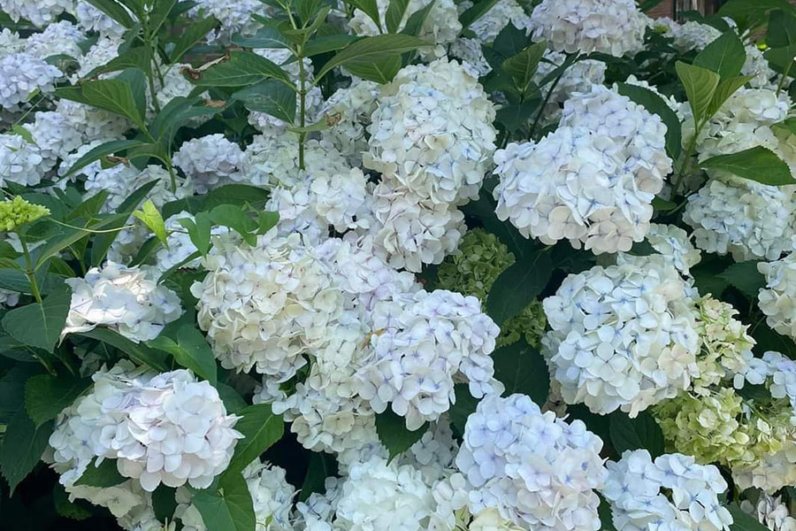 Ein Strauß weißer Blumen