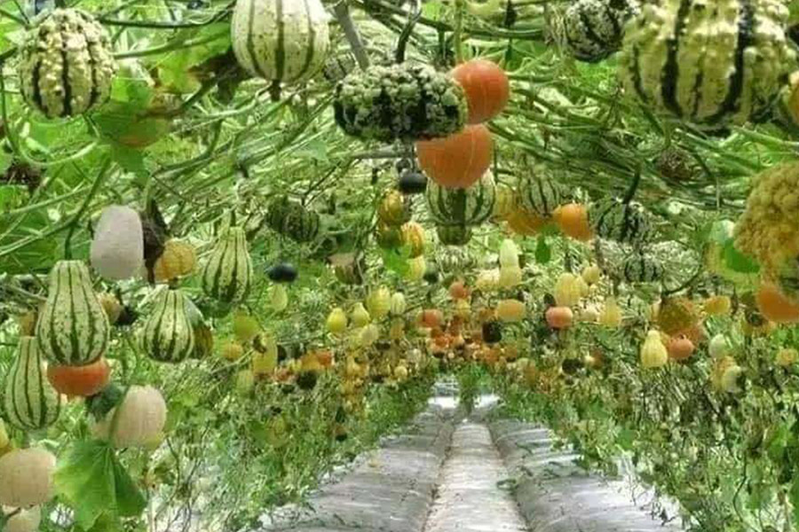 Orto a tunnel con zucca