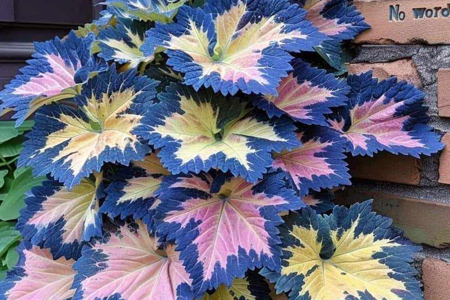 House plant