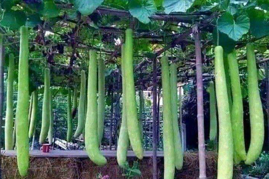 Zucca bottiglia verdure asiatiche
