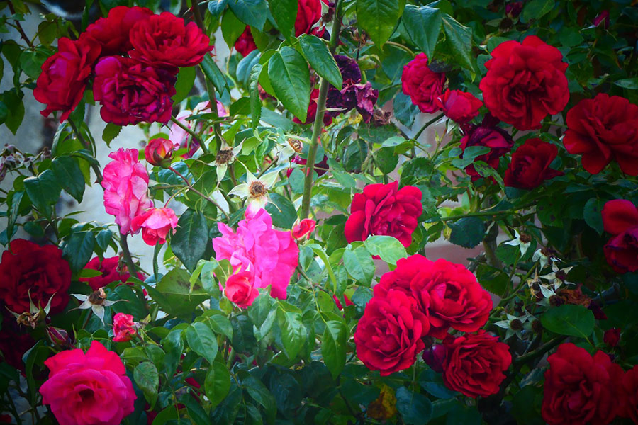 Rose rosa rosse cespugliose