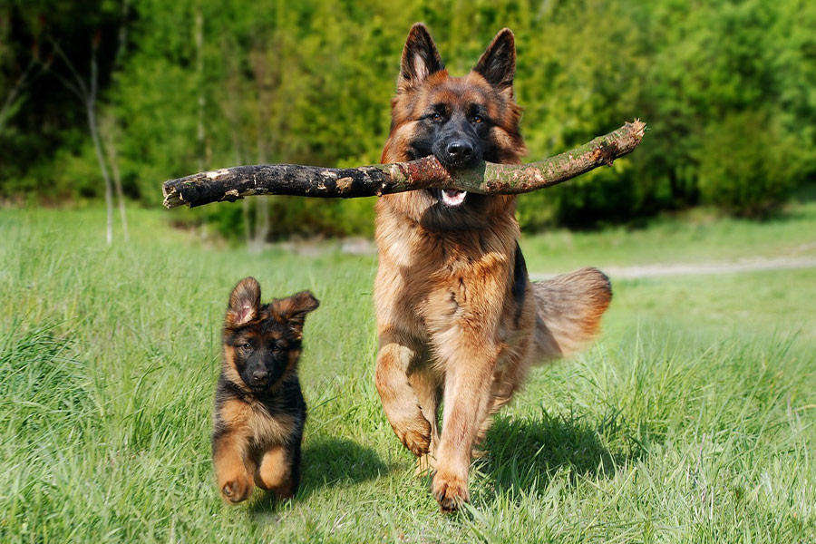 Maman et son chiot berger