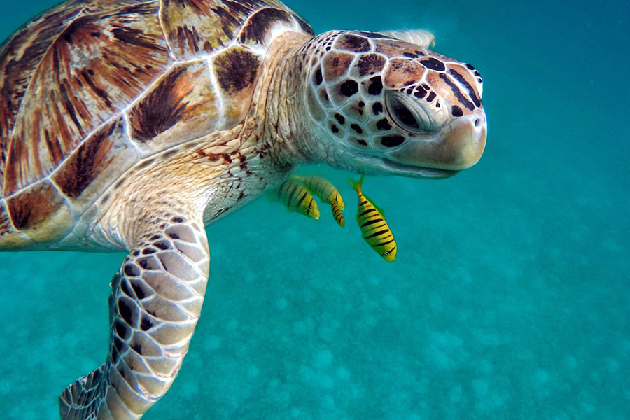 Tortue sous l'eau de mer
