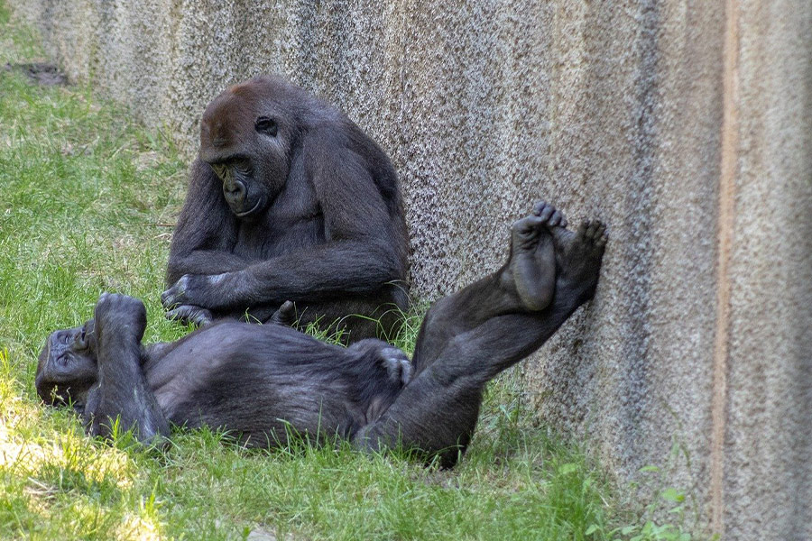 Twee gorilla's ontspannen achter muren