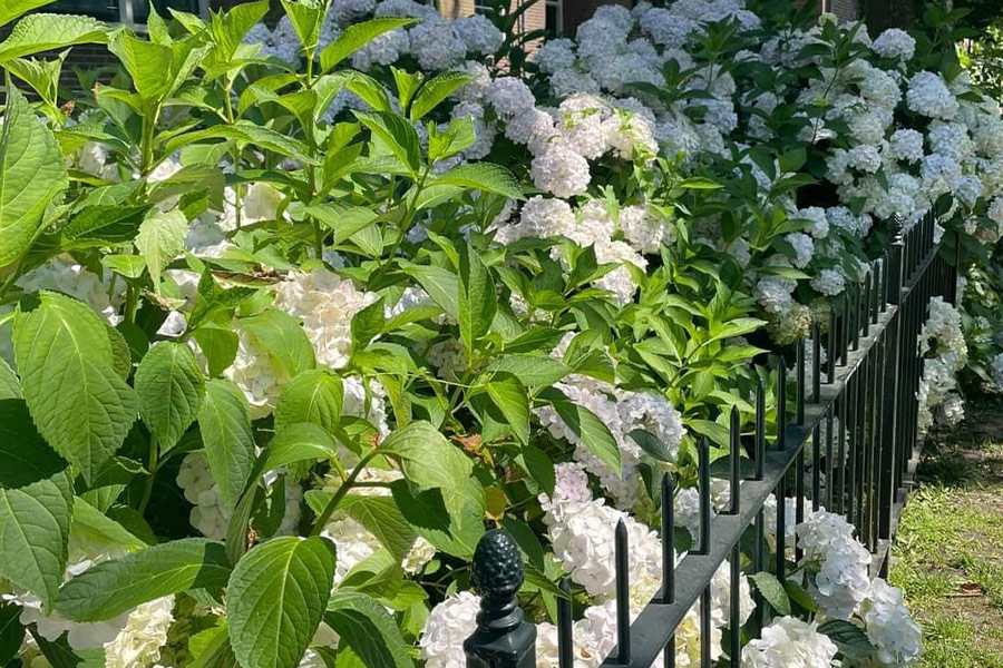 Weiße Hortensienblüten