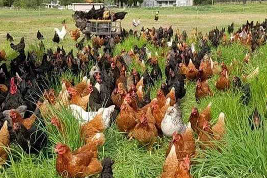 Vrije uitloop kippenboerderij