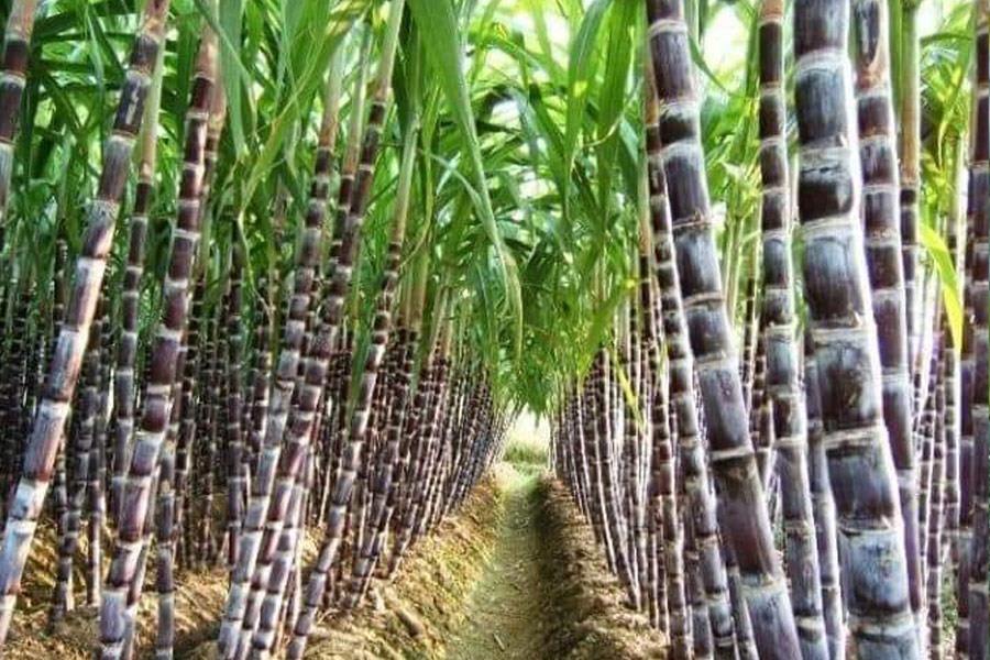 Piantagione di canna da zucchero nera