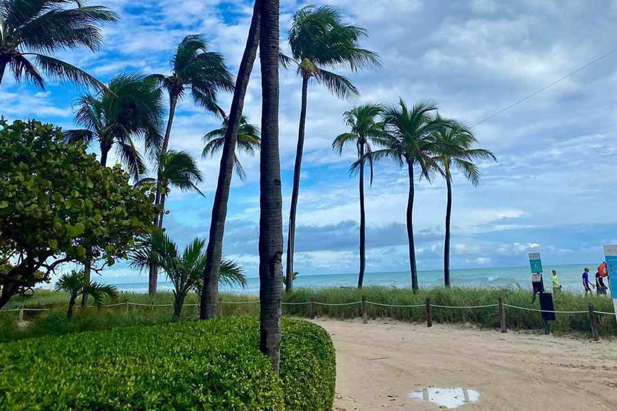 Blauer Himmel und Kokospalmen