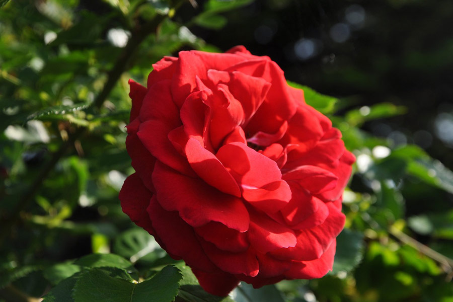 Riesige rot-orangefarbene Rosenblüte