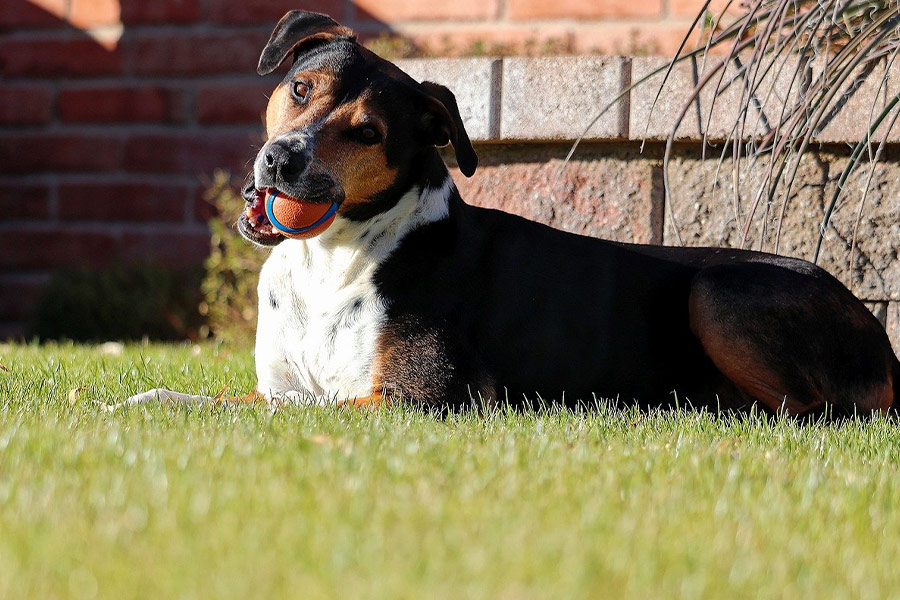 Hond met bal