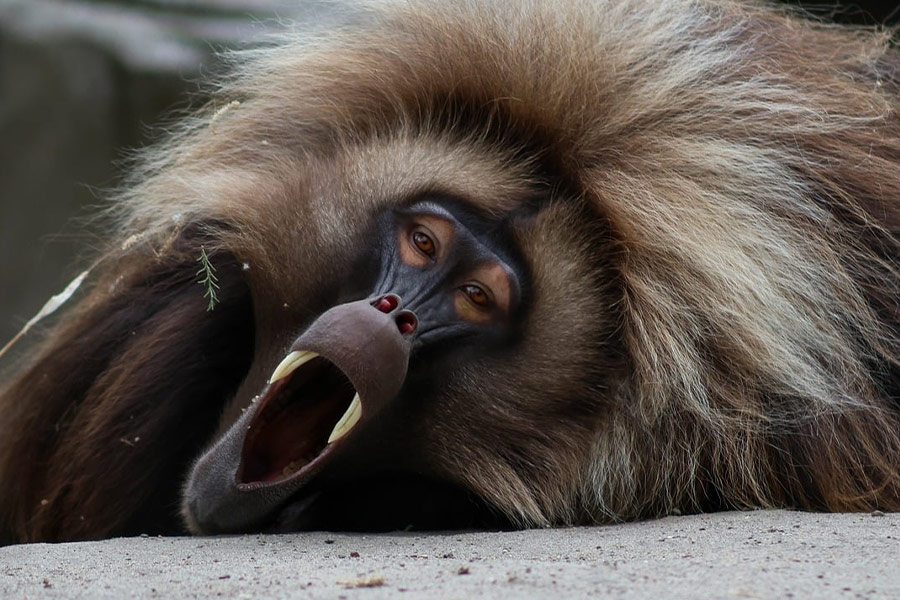 Gelada-baviaan