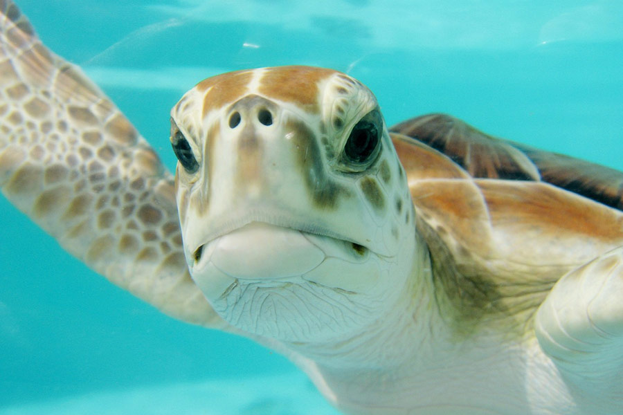 Schildpad zwemt onder water en staart