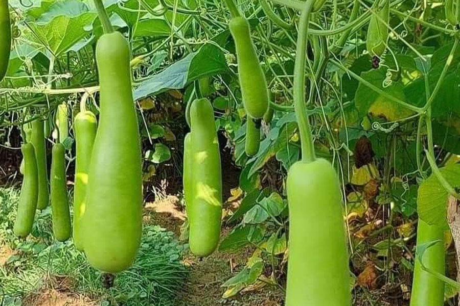 Verdure di zucca bottiglia