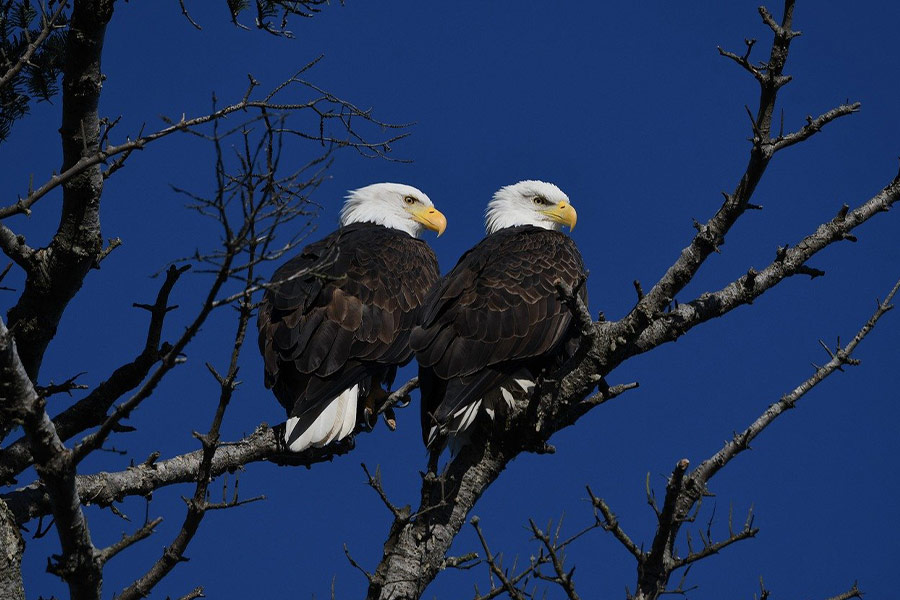 Zwei Weißkopfseeadler Vogel Baum