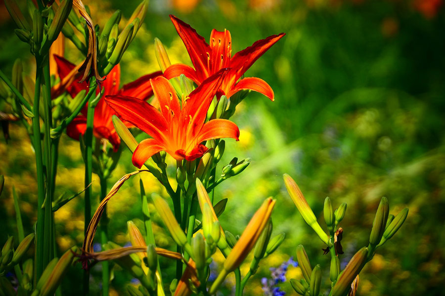 Schönheit der Lilienblüten
