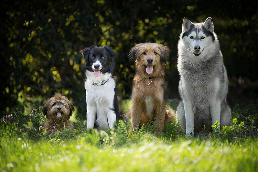 Vier zittende honden
