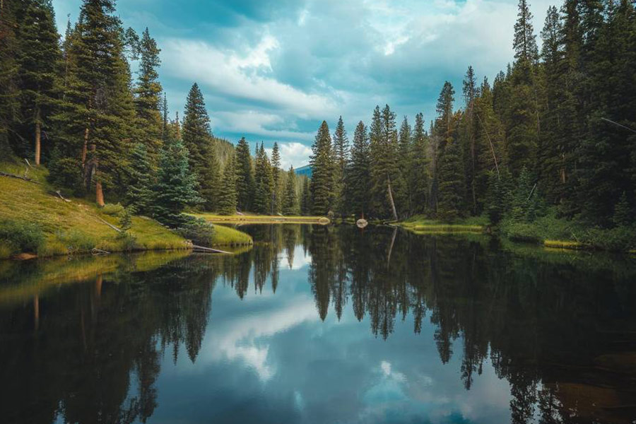 Ein ruhiger See, umgeben von hohen Kiefern