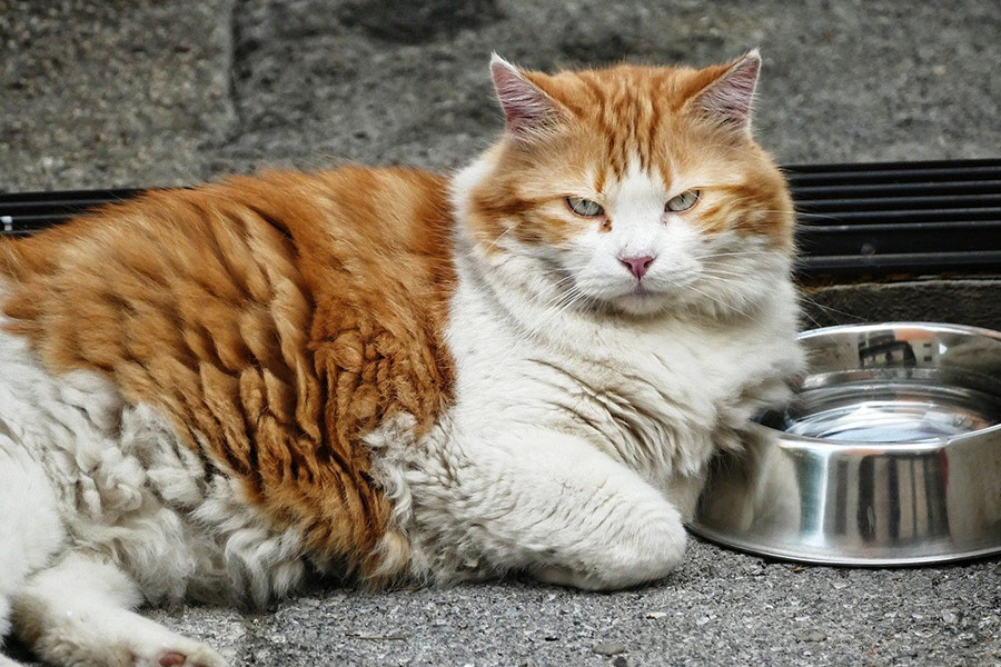 Kijkende boze kat