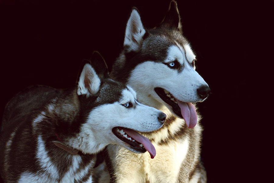 Twee paar huskyhonden