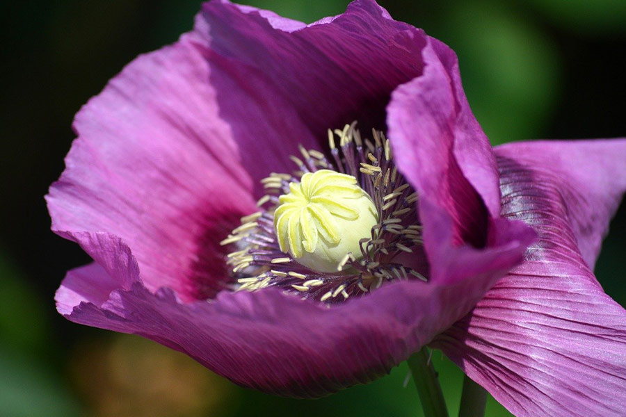 Lila Mohnblüte