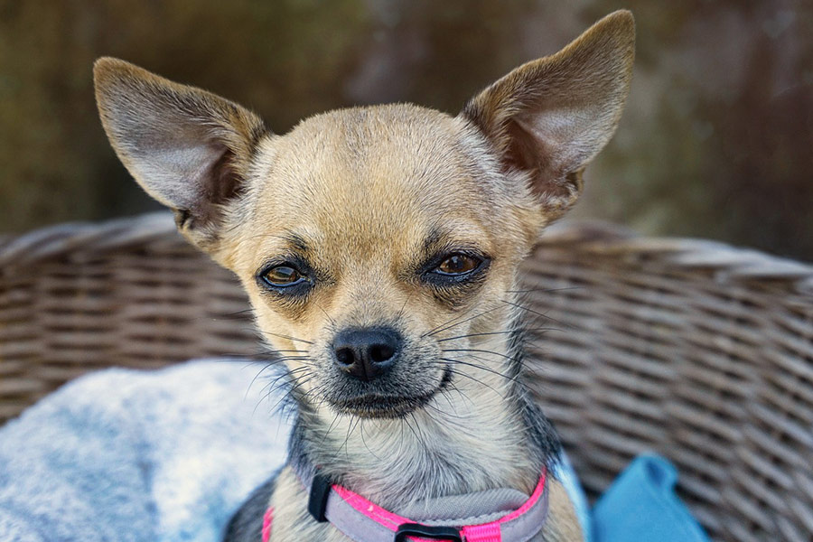 Chihuahua huishond