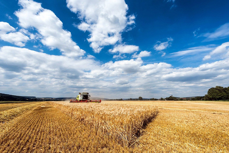 Campo di grano, campo di grano, raccolto