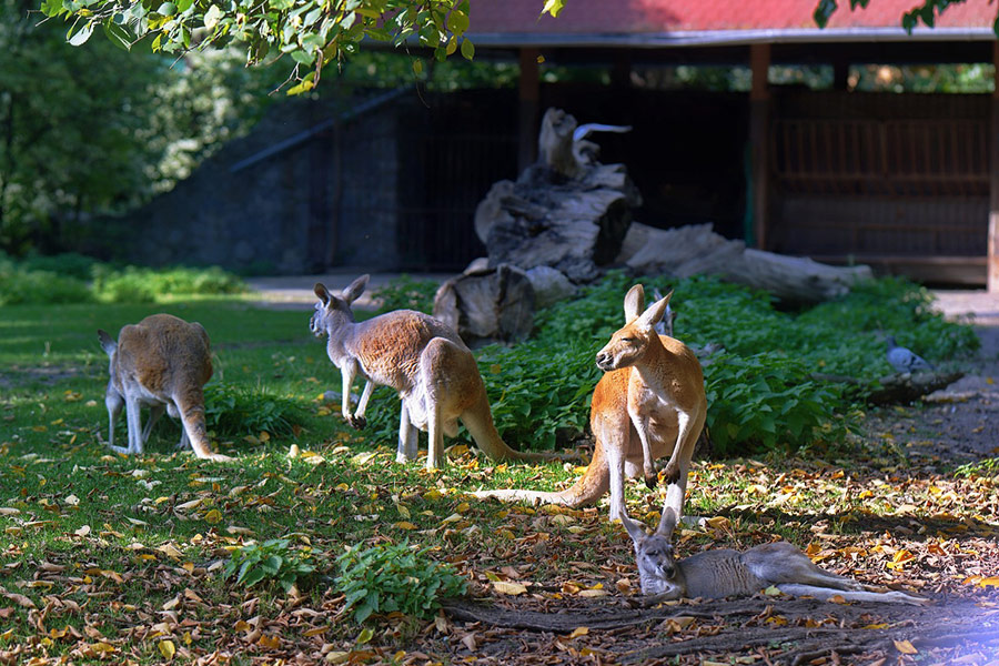 Kangoeroes ontspannen in de dierentuin van Wroclaw