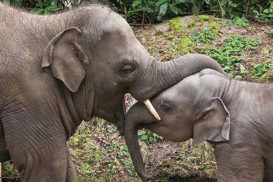 Dikhuidige moeder baby olifant