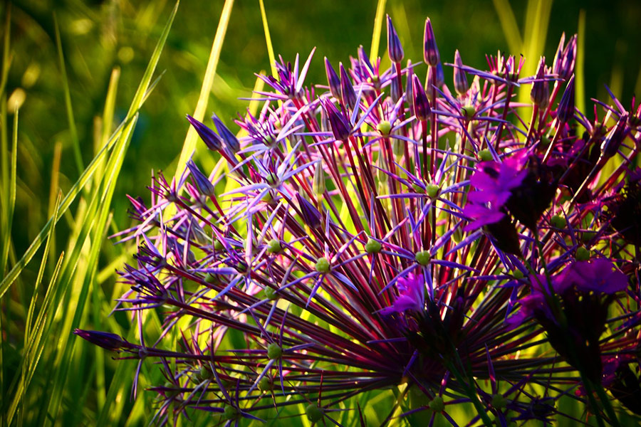 Lila Blüten mit kleinen Blütenblättern
