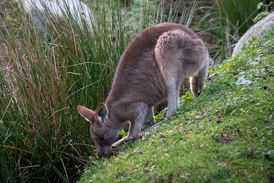 Macropodidae buideldieren kangoeroe