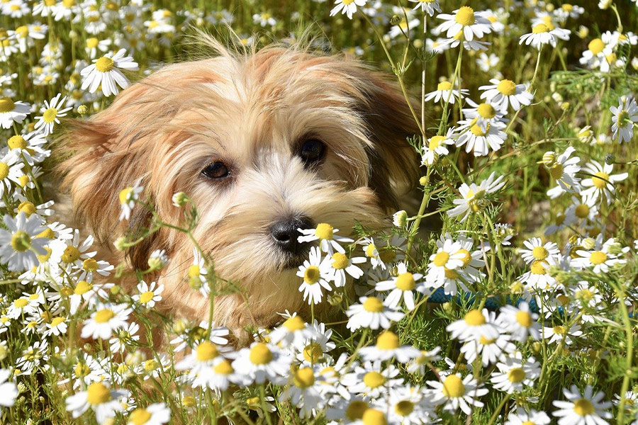 Havaneser Hund Gänseblümchen Blumen
