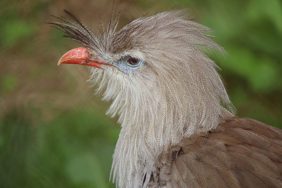 Siriema-vogel
