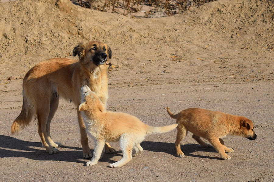 Twee puppy's mama hond