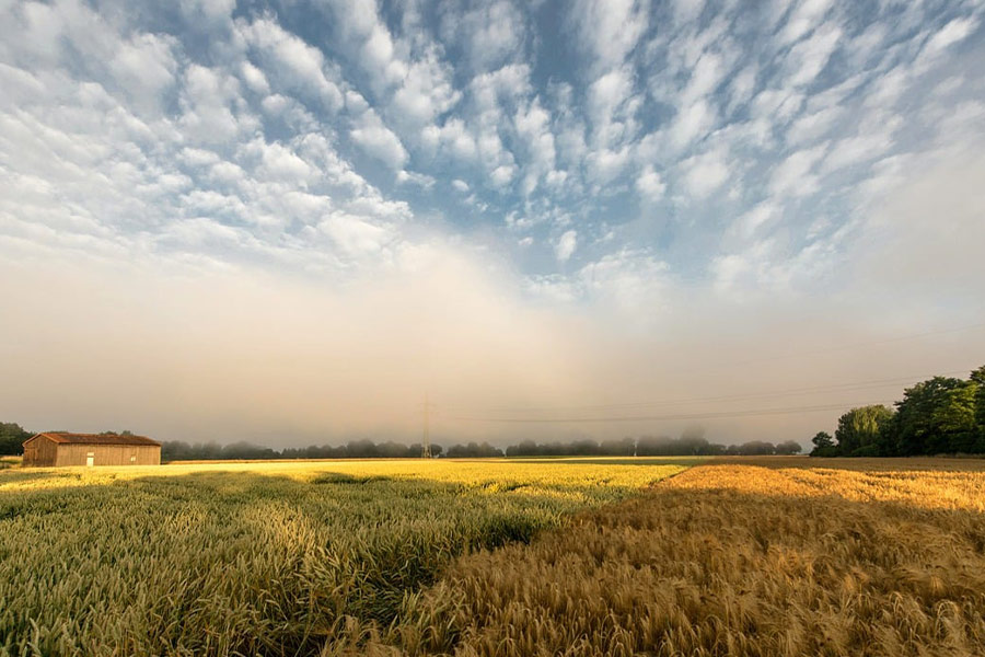 Grano del campo di grano