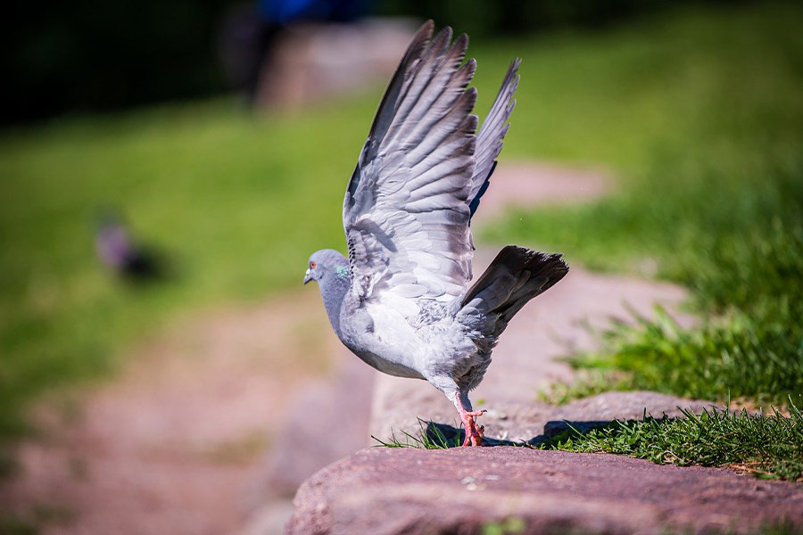 Duif vogel